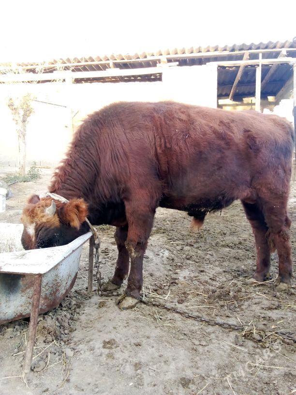 öküz - Bäherden - img 5