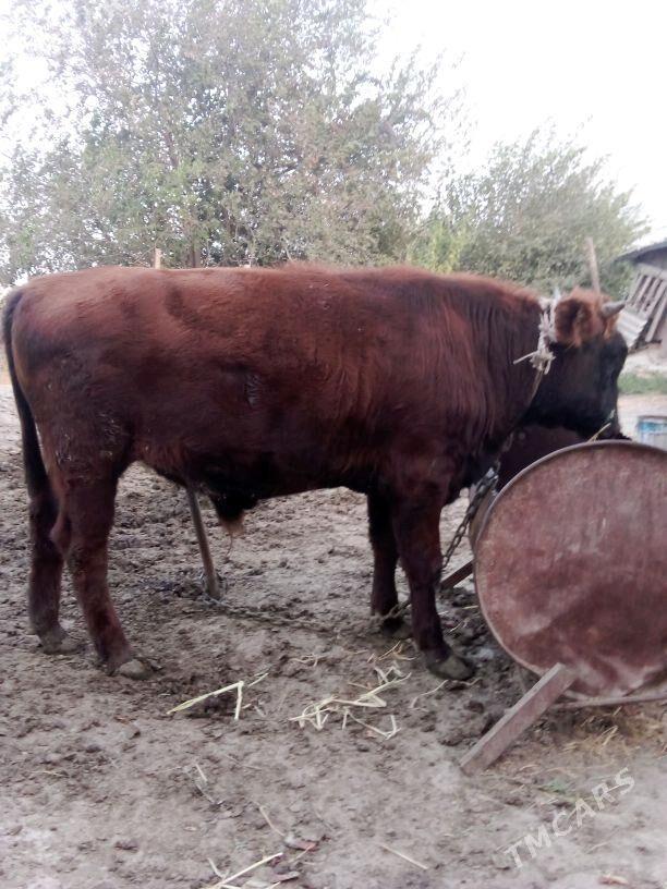 öküz - Bäherden - img 4