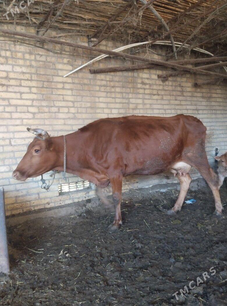 саглык сыгыр - Çärjew - img 2