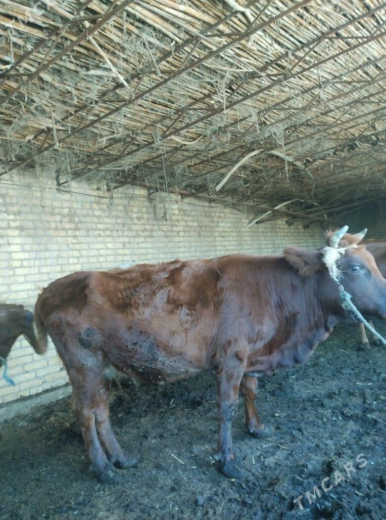 семиз унажын - Чарджоу - img 1