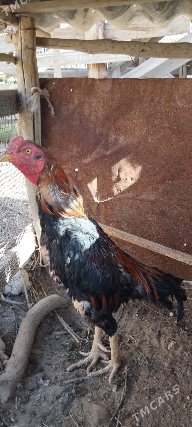 Horaz - Саят - img 2