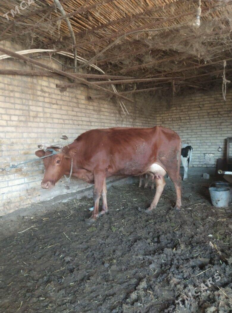 саглык сыгыр - Çärjew - img 6