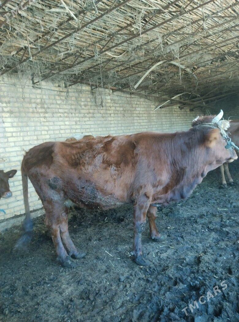 семиз унажын - Чарджоу - img 3