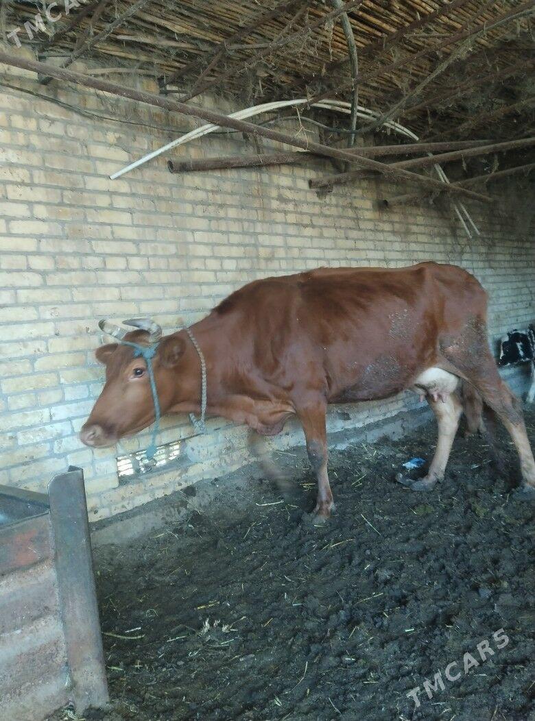 саглык сыгыр - Çärjew - img 7