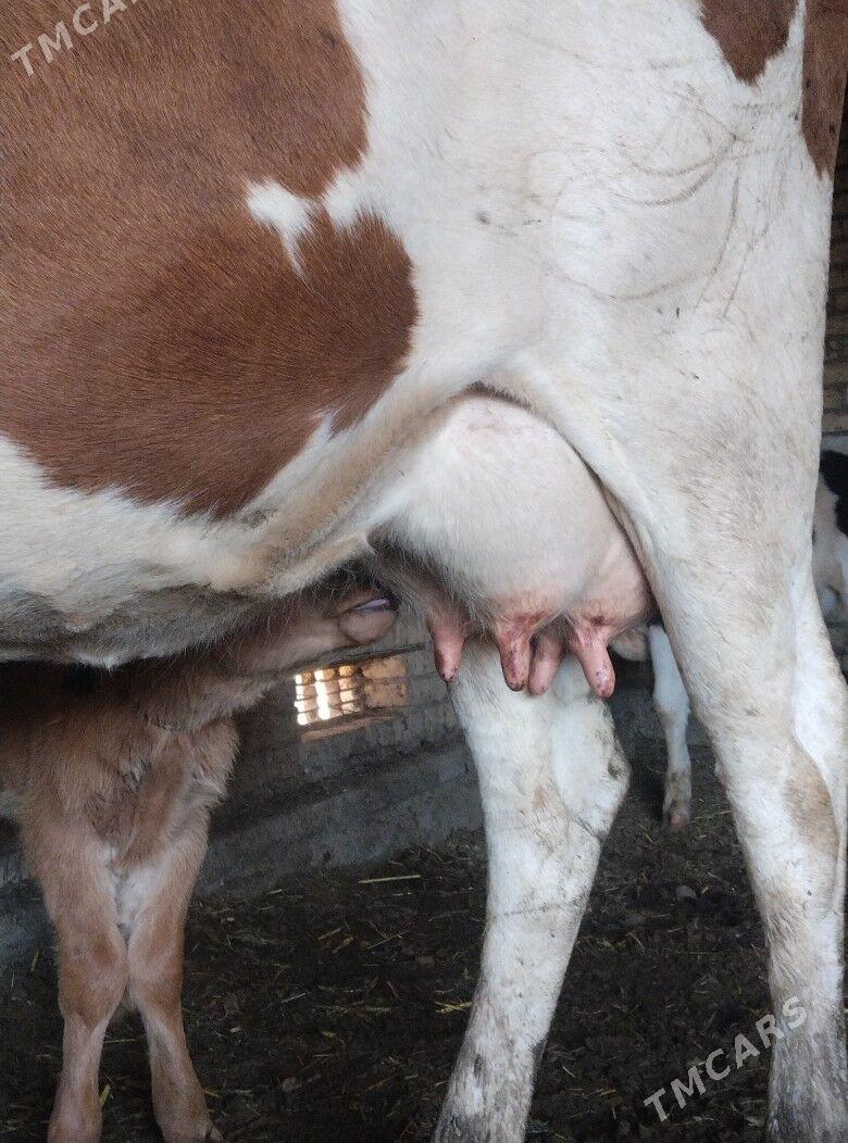 саглык - Çärjew - img 5