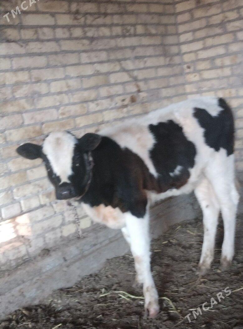 саглык - Çärjew - img 8