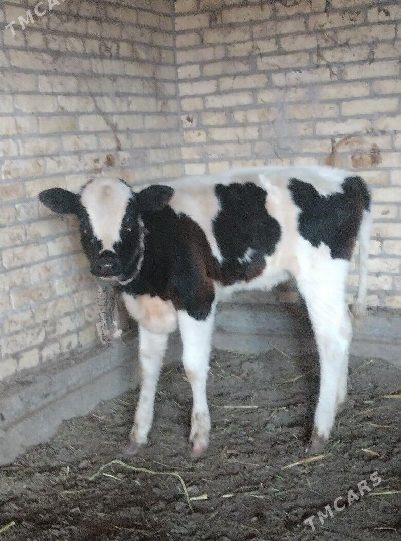 саглык - Çärjew - img 7