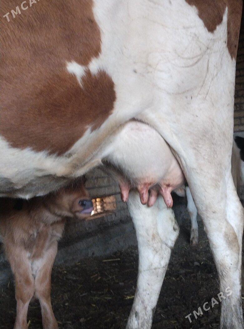 саглык - Çärjew - img 6