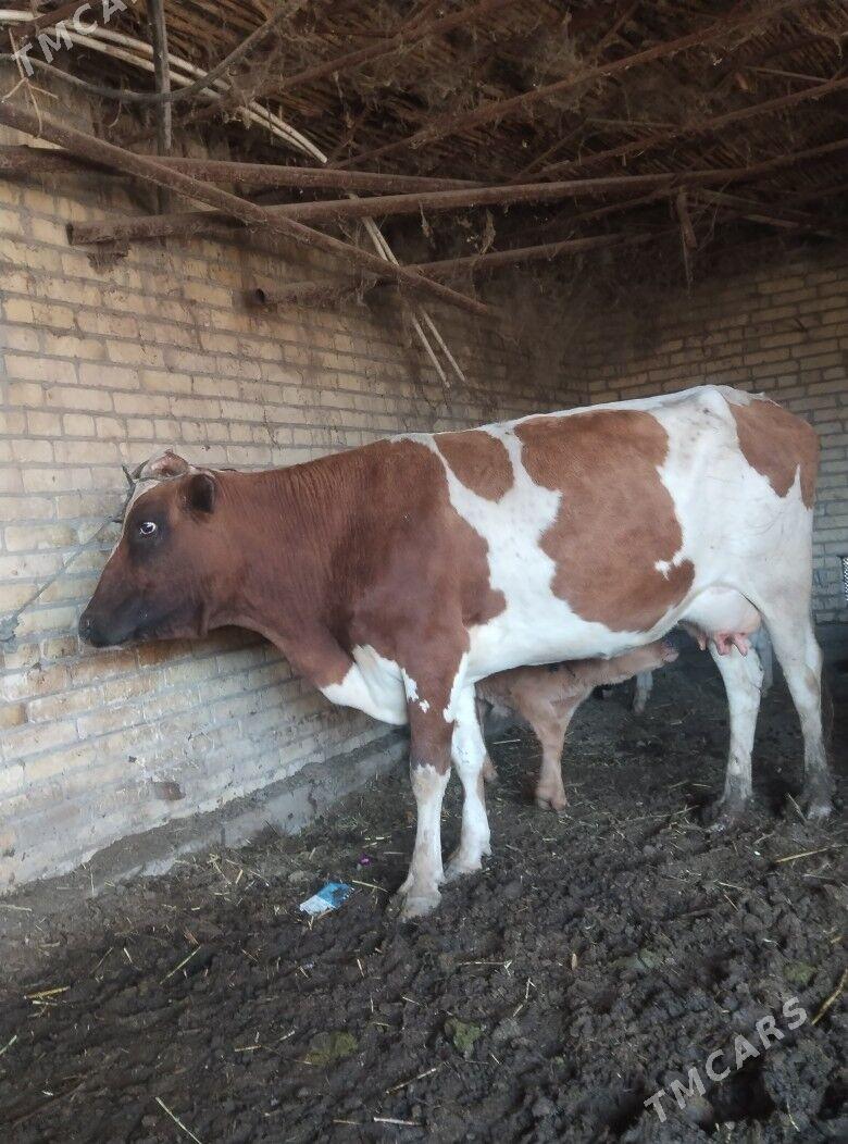 саглык - Çärjew - img 4