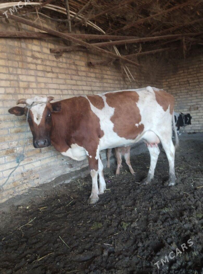 саглык - Çärjew - img 9