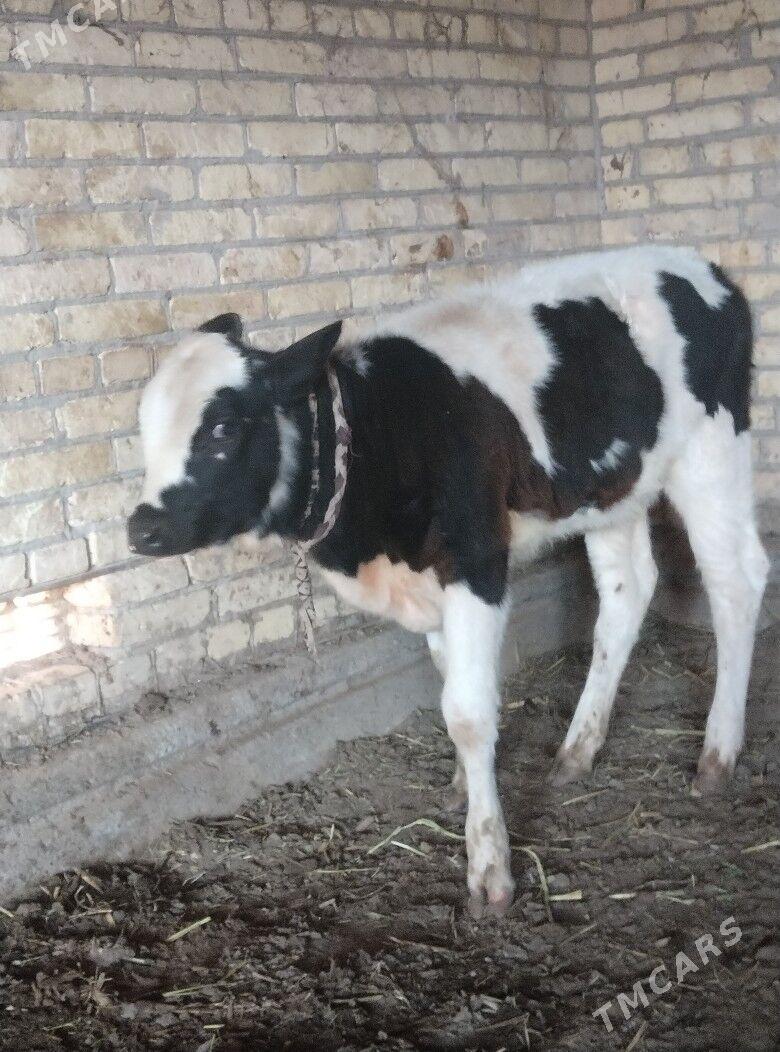 саглык - Çärjew - img 10