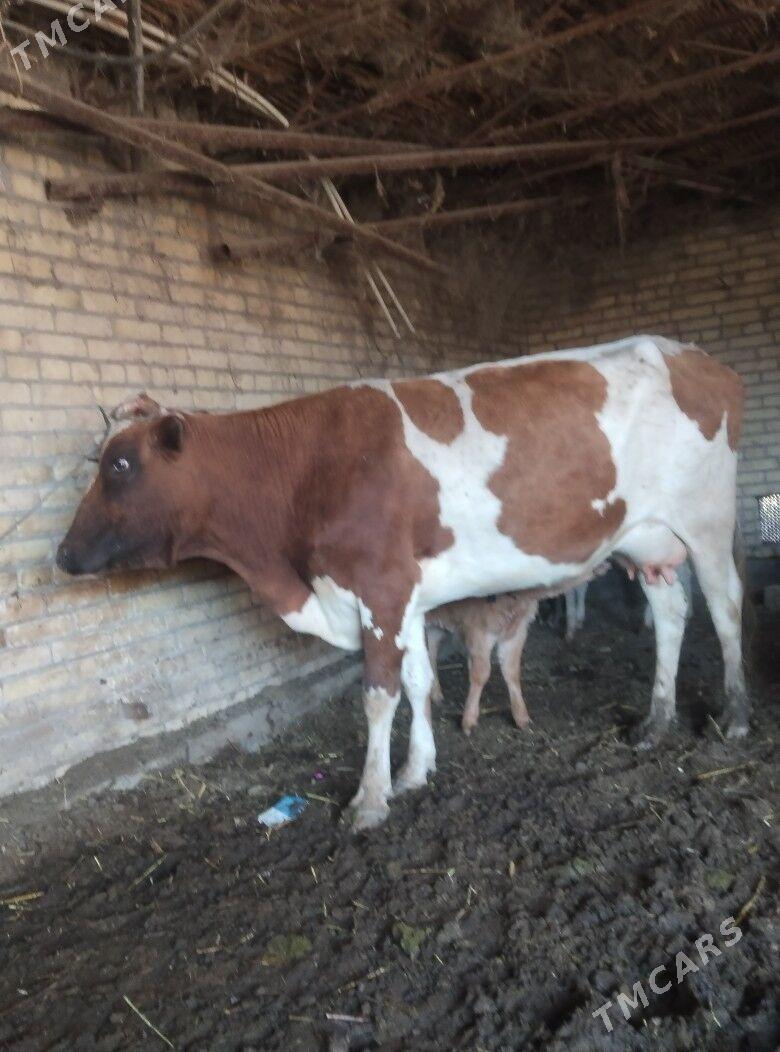 саглык - Чарджоу - img 1