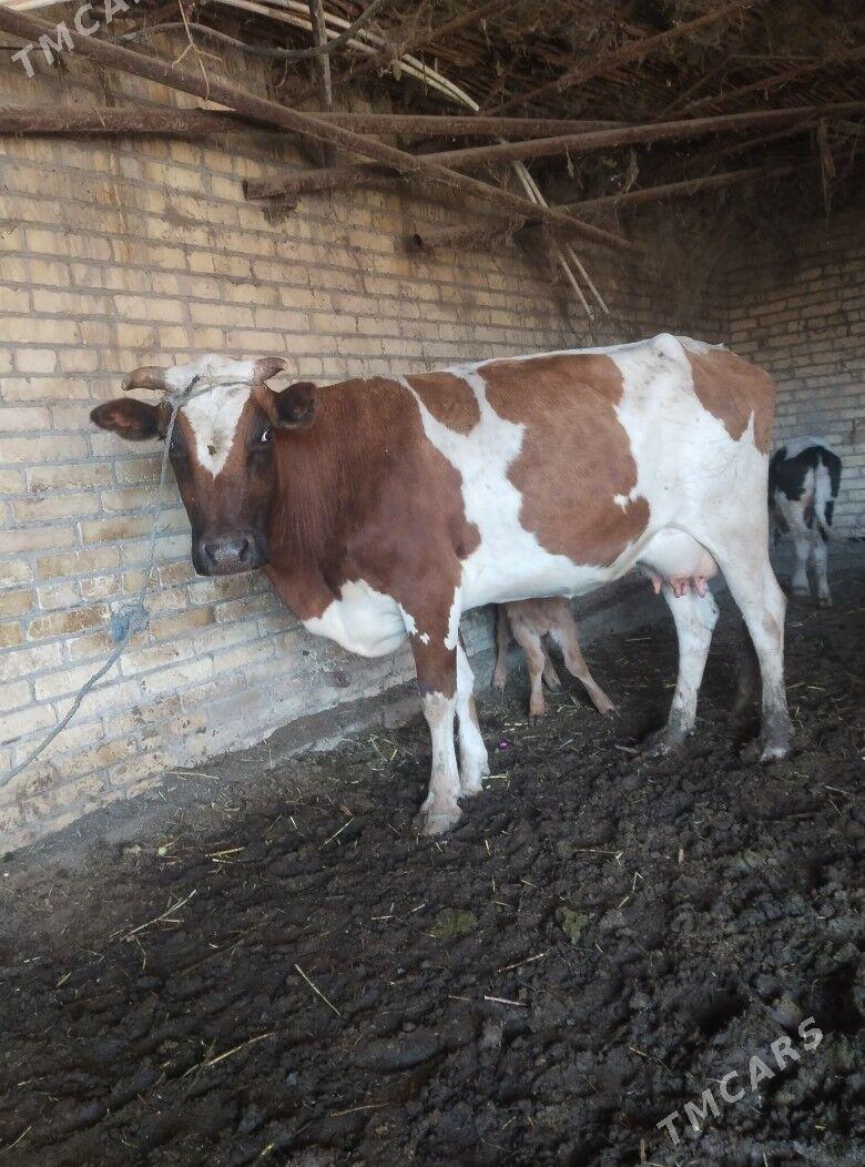 саглык - Çärjew - img 3