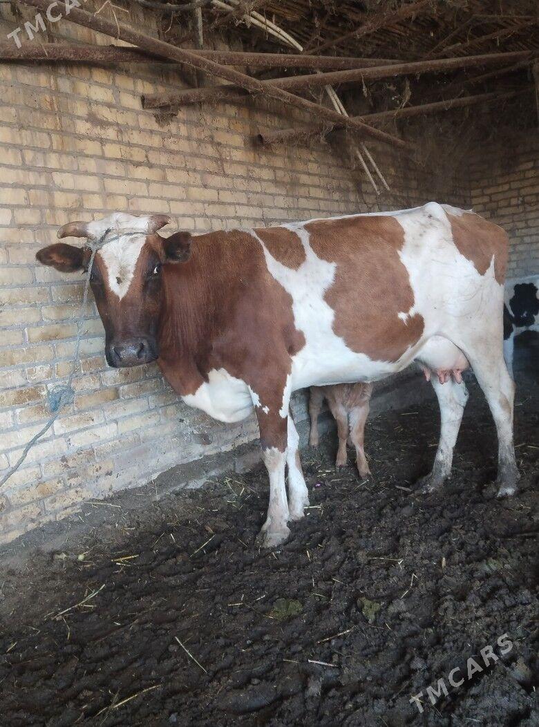 саглык - Çärjew - img 2