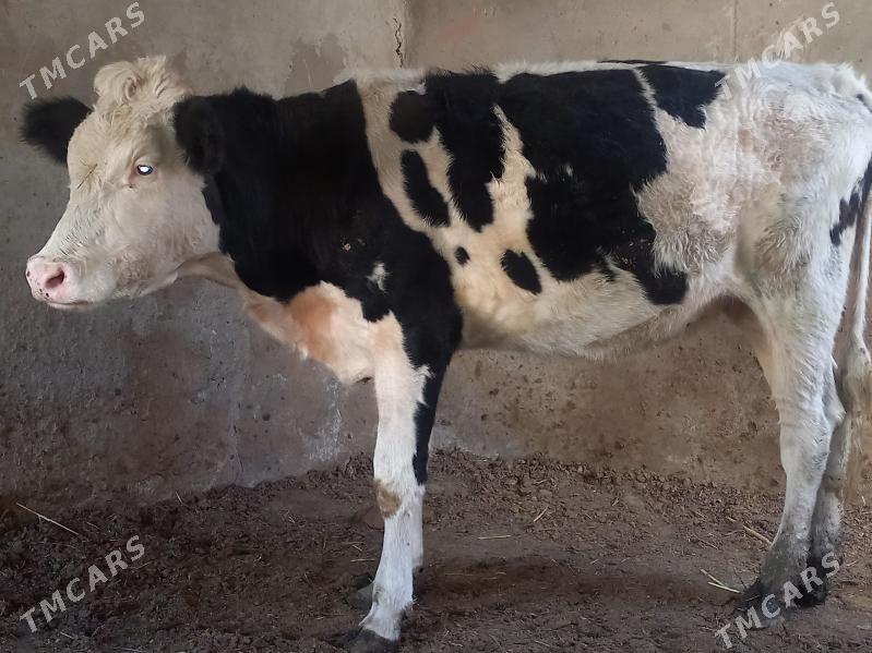 GYBRT TÙWE - Aşgabat - img 2