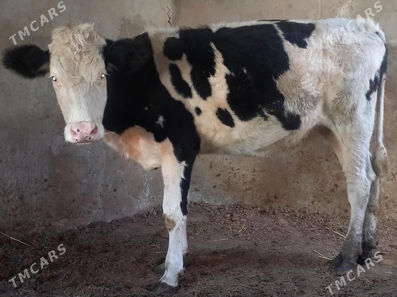 GYBRT TÙWE - Ашхабад - img 1