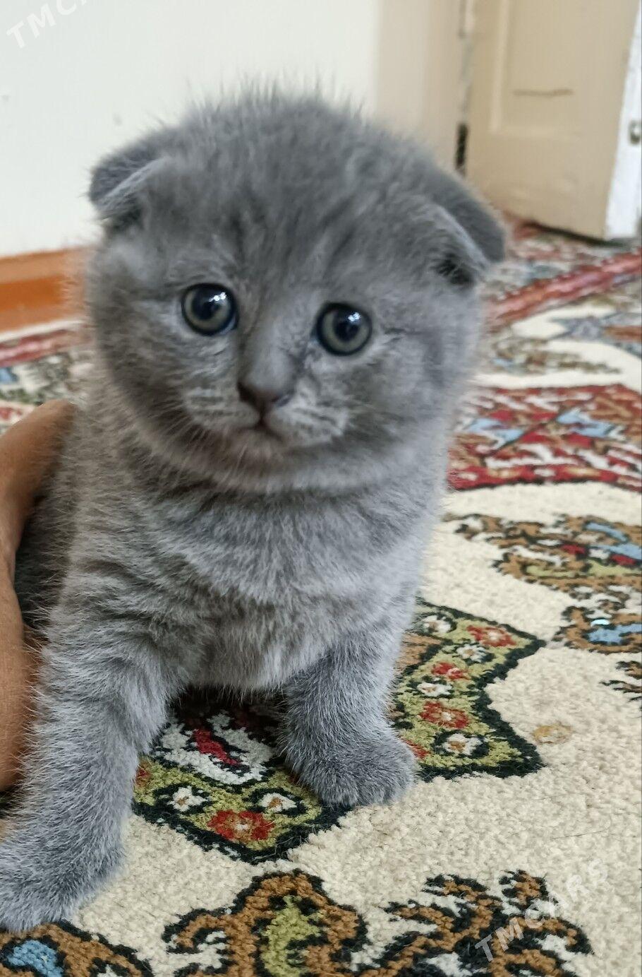 шотландские котята - Aşgabat - img 4