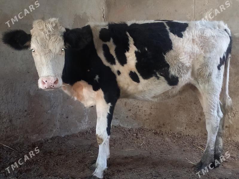 GYBRT TÙWE - Aşgabat - img 3