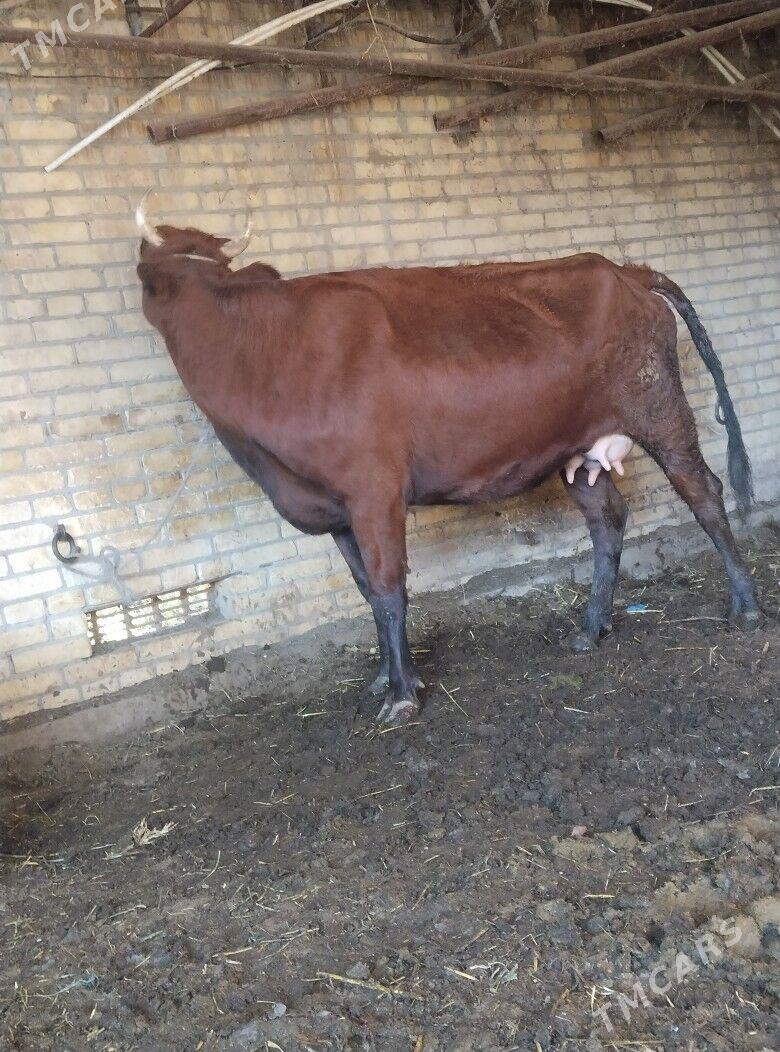 саглык бурлат сыгыр - Чарджоу - img 3