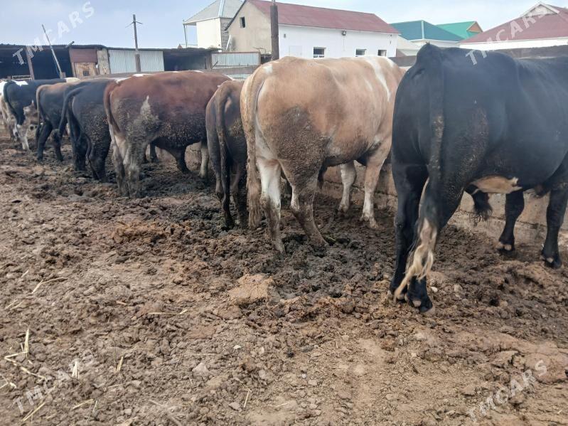 окуз туве - Балканабат - img 2