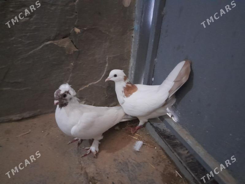 kepderi. - Гызыларбат - img 3