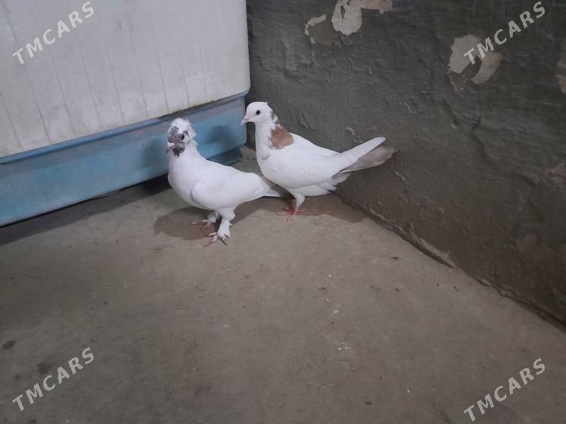 kepderi. - Гызыларбат - img 2