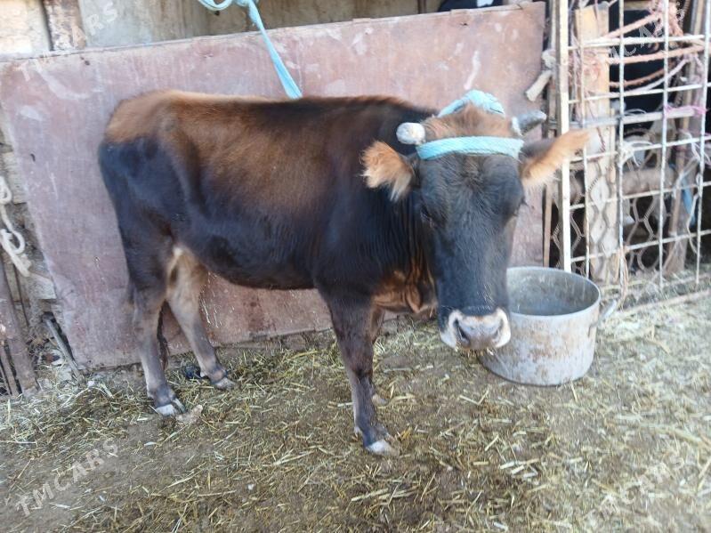 окуз туве - Балканабат - img 1