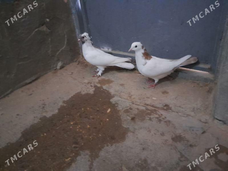 kepderi. - Гызыларбат - img 1