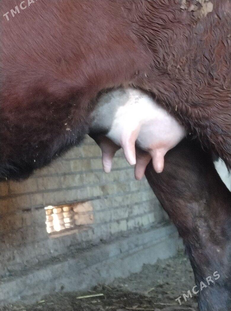 саглык бурлат сыгыр - Чарджоу - img 5