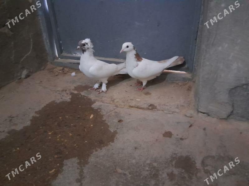 kepderi. - Гызыларбат - img 4