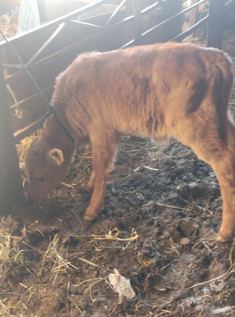 саглык бурлат сыгыр - Чарджоу - img 2