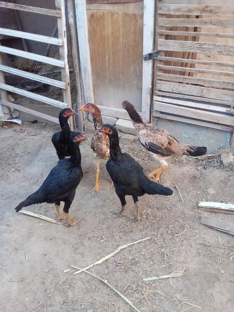 жужа макилар - Дашогуз - img 5