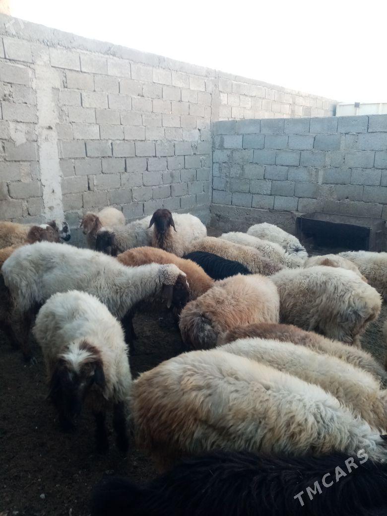 Tokly - Балканабат - img 2