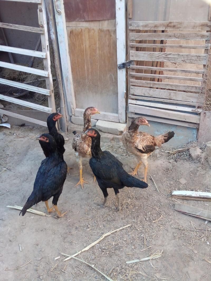 жужа макилар - Дашогуз - img 3