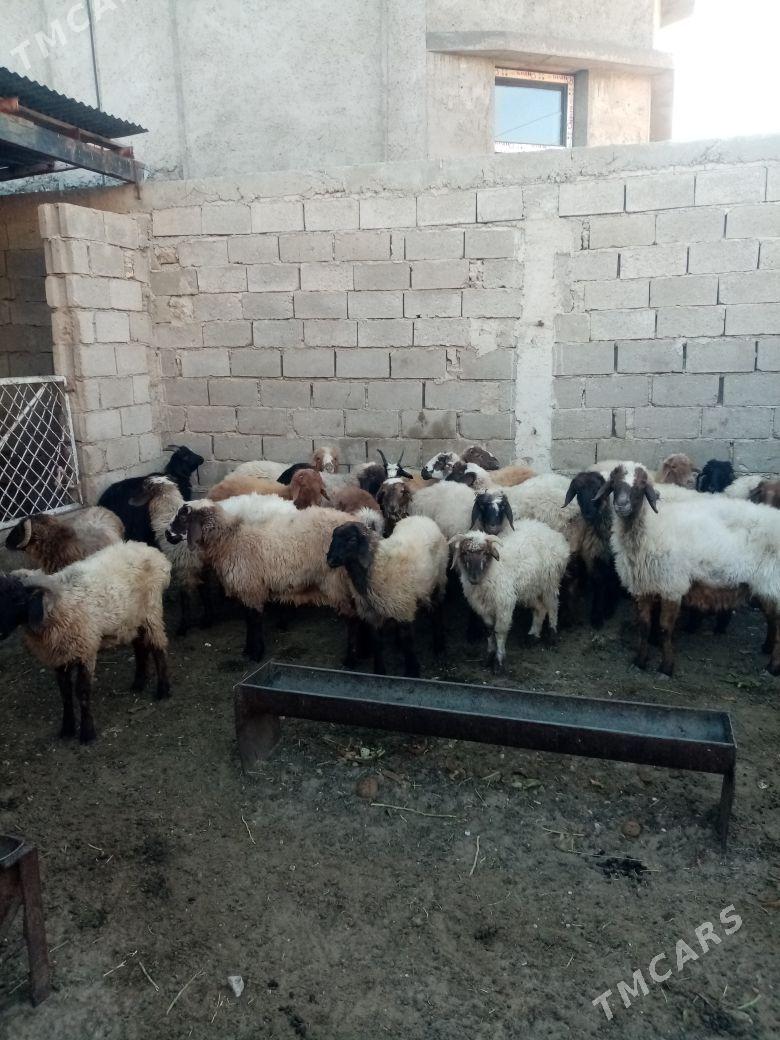 Tokly - Балканабат - img 3