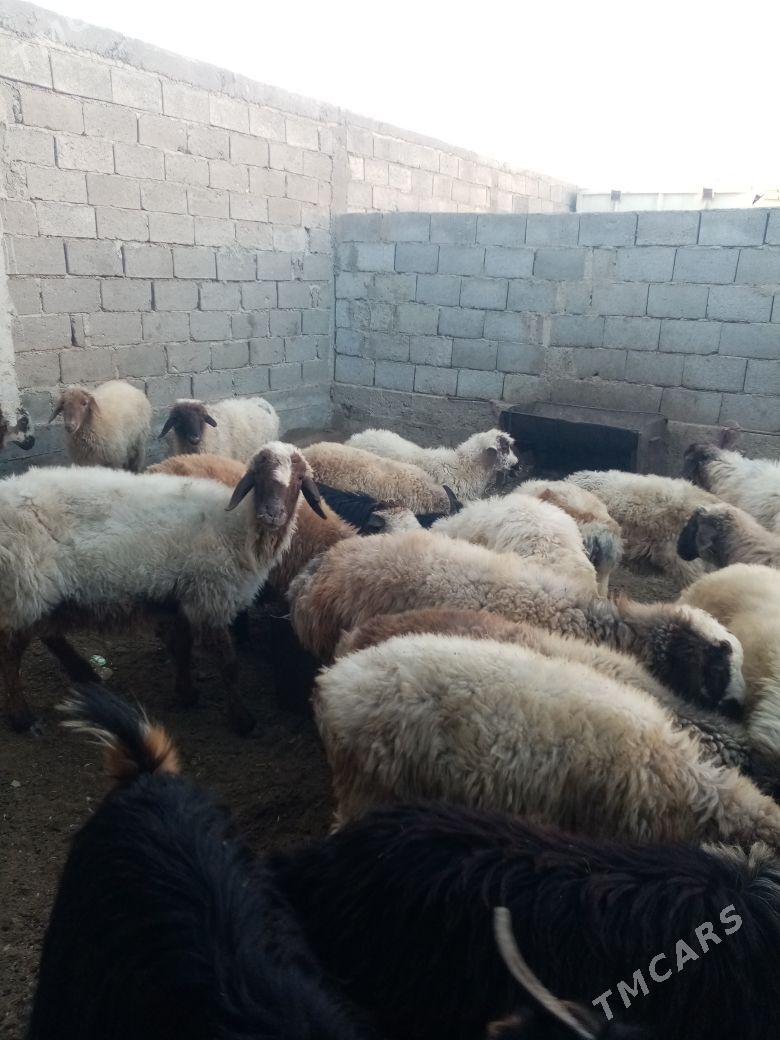 Tokly - Балканабат - img 4