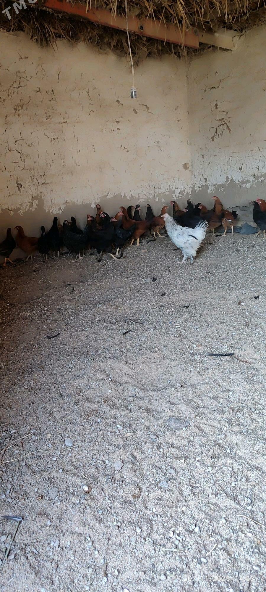 ÝAŞ  HOROZLAR - Мургап - img 2