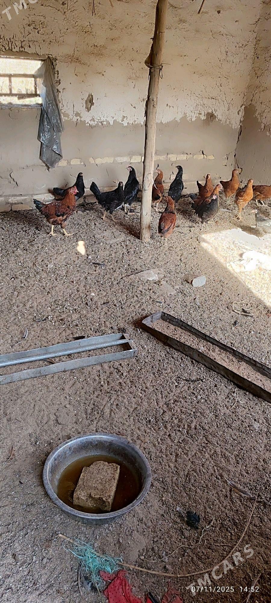 ÝAŞ  HOROZLAR - Мургап - img 3