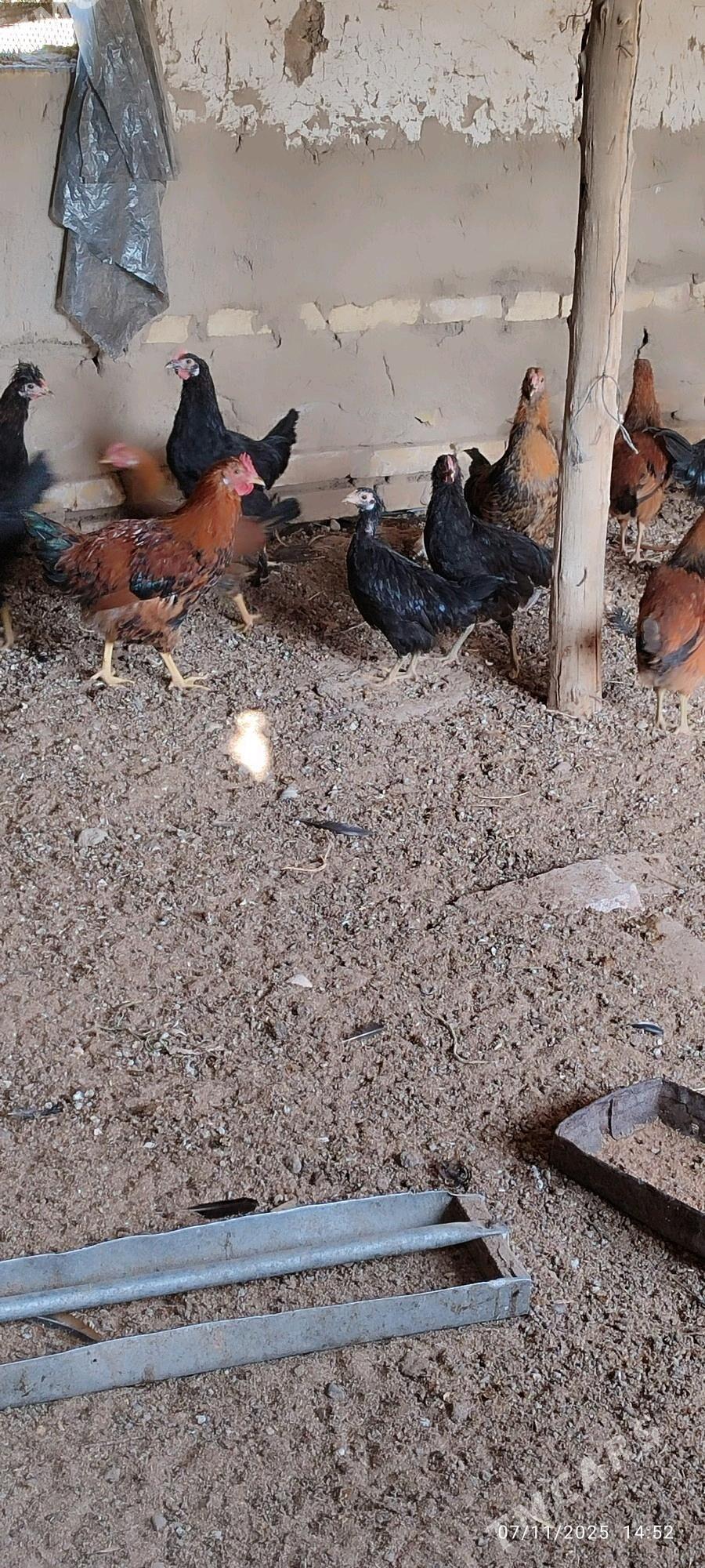 ÝAŞ HOROZLAR - Мургап - img 1