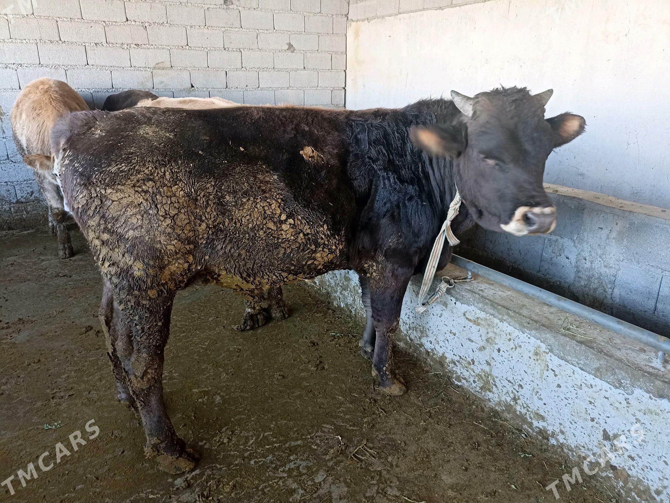 Öküzler - Gypjak - img 2