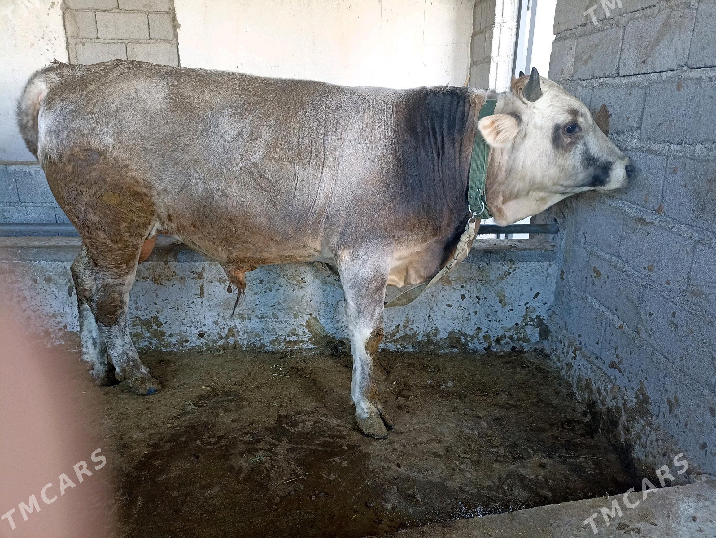 Öküzler - Gypjak - img 3