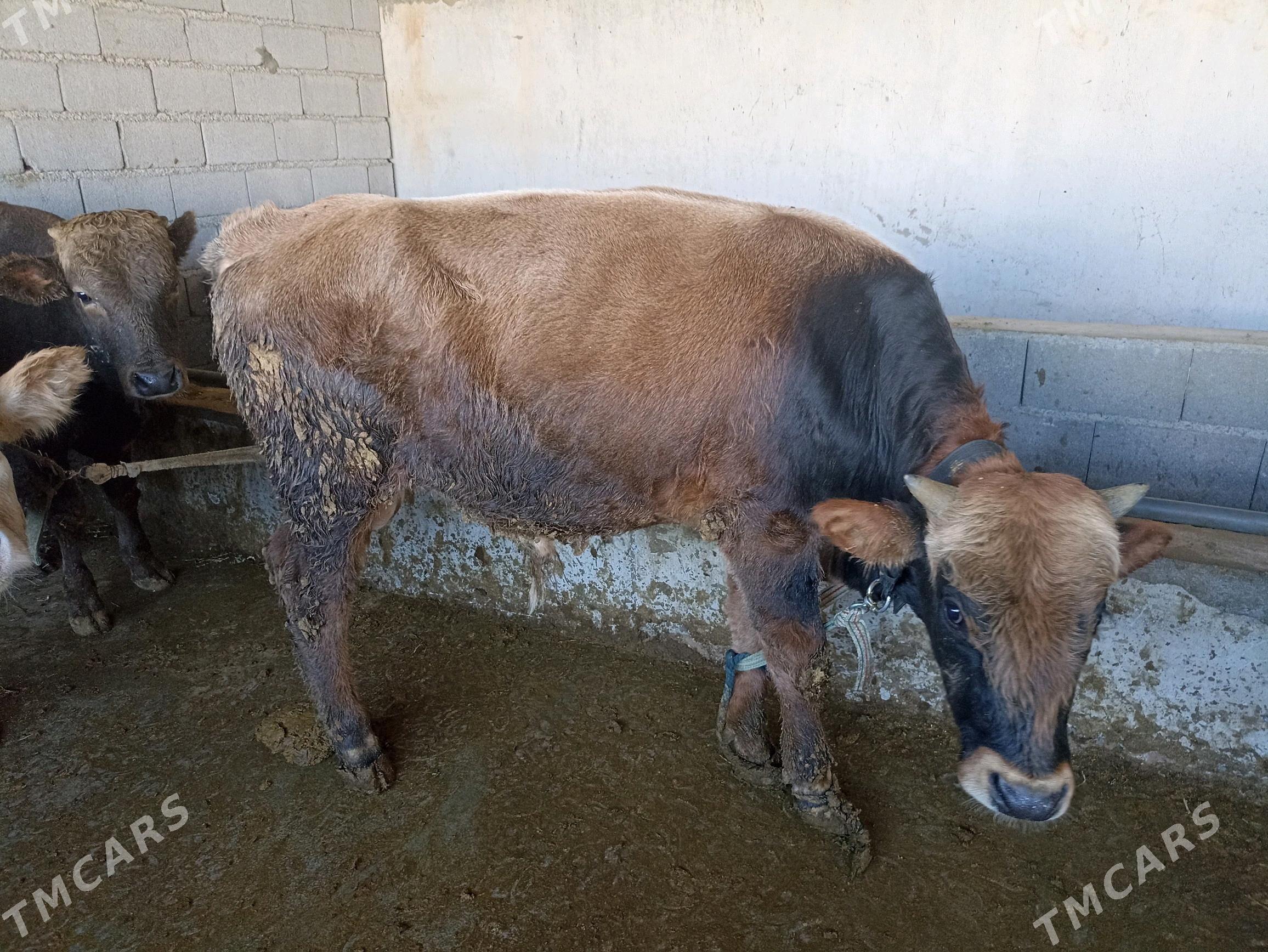 Öküzler - Кипджак - img 1