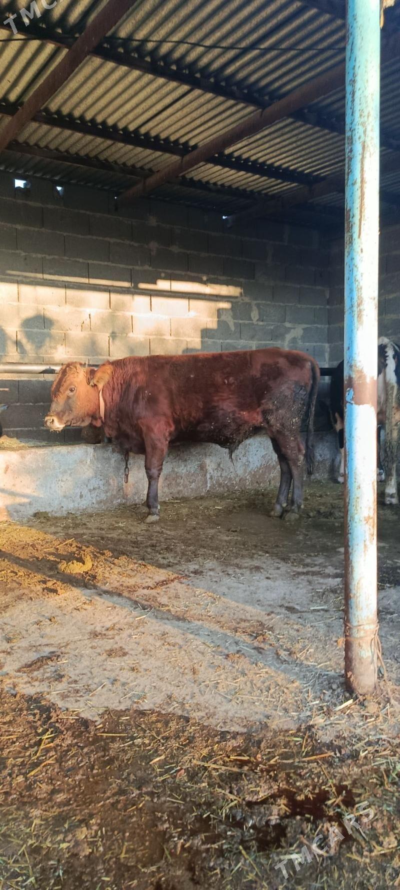 okuz - Бахарден - img 1