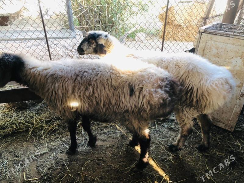 uly goyun - Теджен - img 5