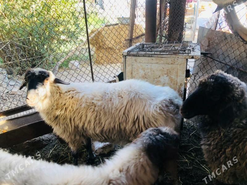 uly goyun - Теджен - img 2