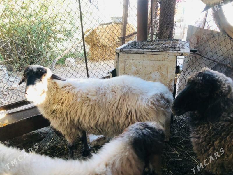 uly goyun - Теджен - img 3