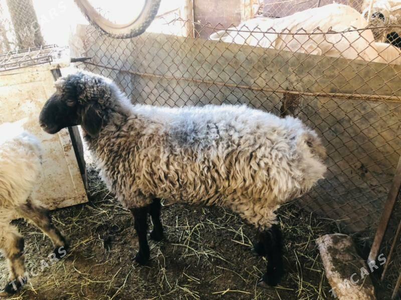 uly goyun - Теджен - img 4