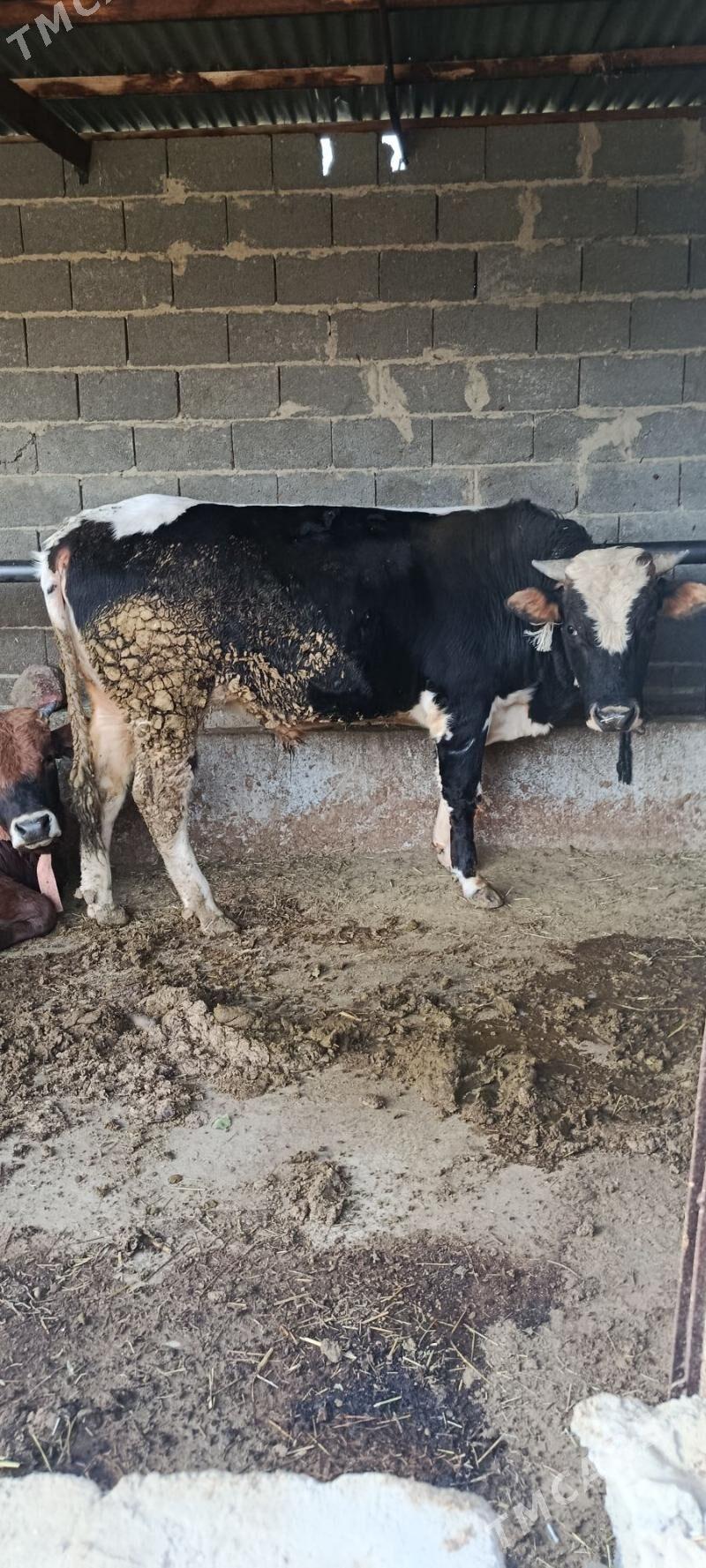 alo okuz - Bäherden - img 2