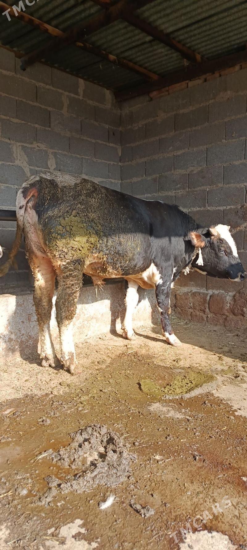 alo okuz - Bäherden - img 1