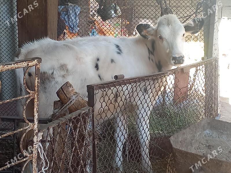 Kanatka TÙWE - Ашхабад - img 1